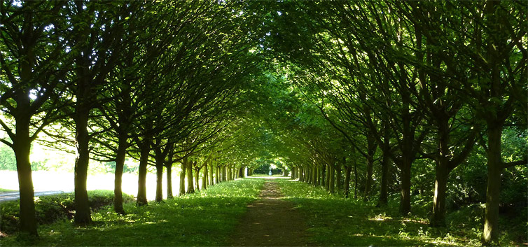 avenues