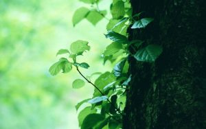 lime leaves